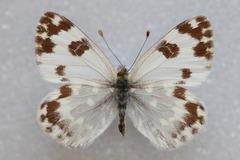 Pontia daplidice