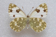 Pontia daplidice