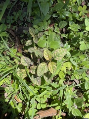 Hypoestes