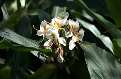 Hedychium