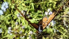 Danaus gilippus