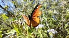 Danaus gilippus