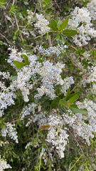 Ceanothus spinosus