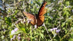 Danaus gilippus