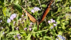 Danaus gilippus