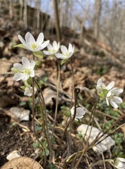 Hepatica acutiloba