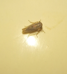 Cicadellidae