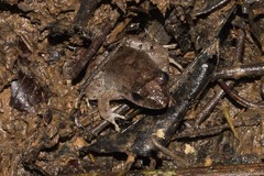 Leptodactylus fremitus