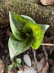 Trillium sessile