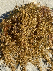 Sargassum horneri