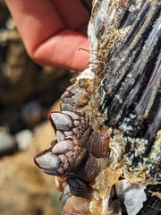 Pollicipes polymerus
