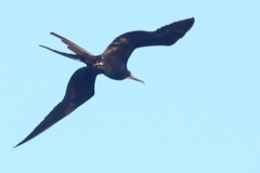 Fregata magnificens