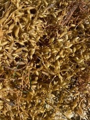Sargassum horneri