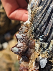 Pollicipes polymerus