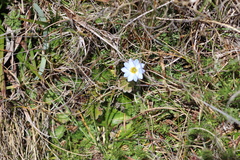 Gentiana sedifolia