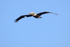 Pelecanus occidentalis