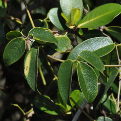 Canavalia bonariensis