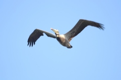 Pelecanus occidentalis