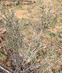 Cylindropuntia leptocaulis