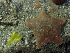 Asterina gibbosa