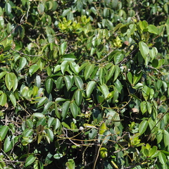 Canavalia bonariensis