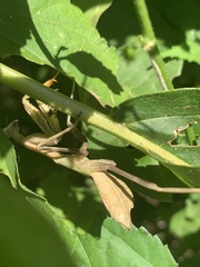 Stagmatoptera hyaloptera