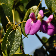 Canavalia bonariensis