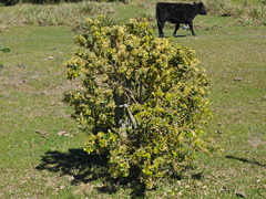 Daphnopsis racemosa