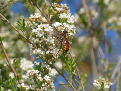 Tabanomorpha