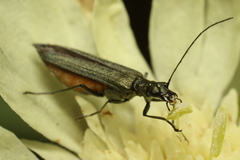 Oedemera lurida