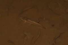 Callichthyinae