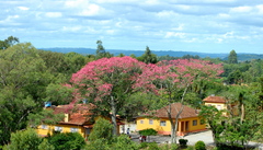 Ceiba speciosa