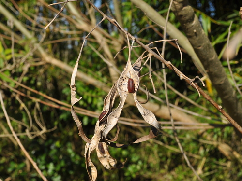 Erythrina crista-galli