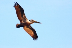 Pelecanus occidentalis