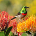 Southern Double-collared Sunbird - Photo (c) Mike Cilliers, some rights reserved (CC BY-NC-ND)