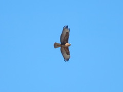 Buteo rufinus cirtensis