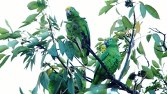 Amazona ochrocephala