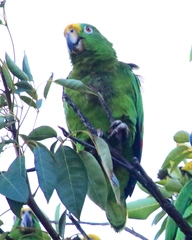 Amazona ochrocephala