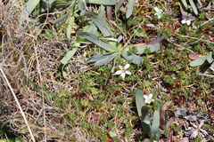 Arenaria lanuginosa