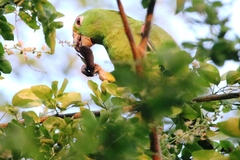 Amazona ochrocephala