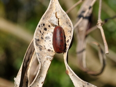 Erythrina crista-galli: Herkunft und Verwendung — Foto 3