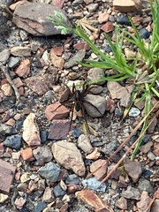 Tigrosa helluo