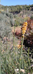 Equisetum ramosissimum