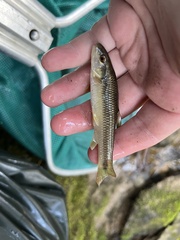 Nocomis leptocephalus