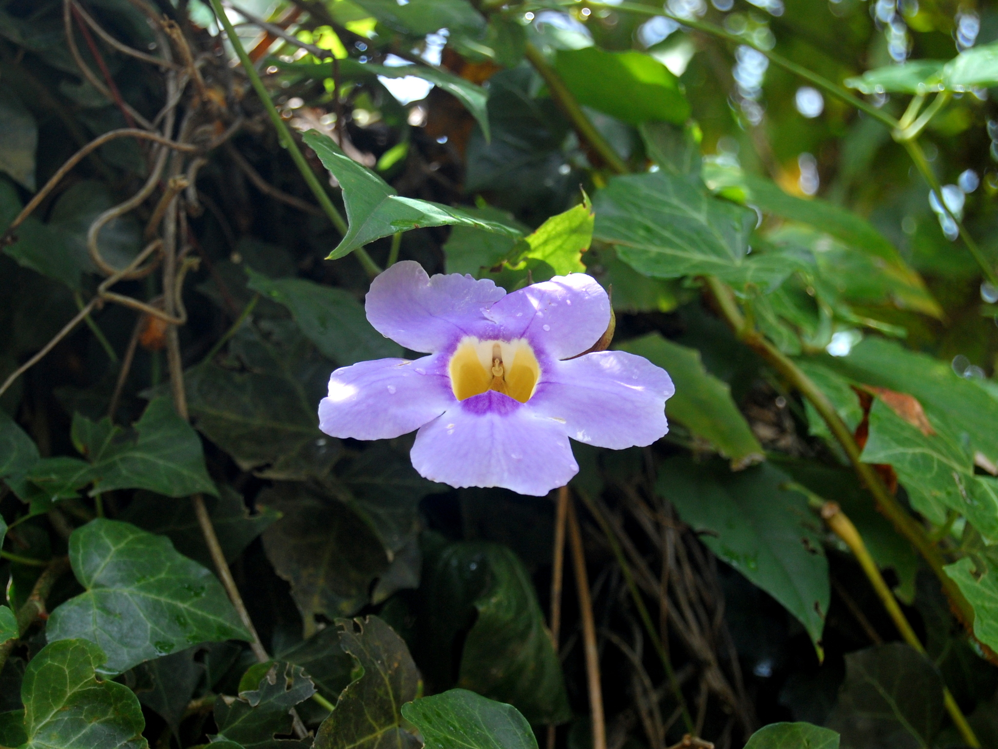 Thunbergia grandiflora