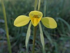 Diuris behrii