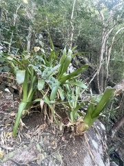 Bromelioideae