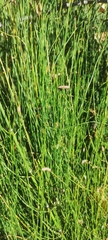 Equisetum ramosissimum
