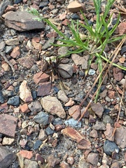 Tigrosa helluo