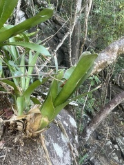 Bromelioideae